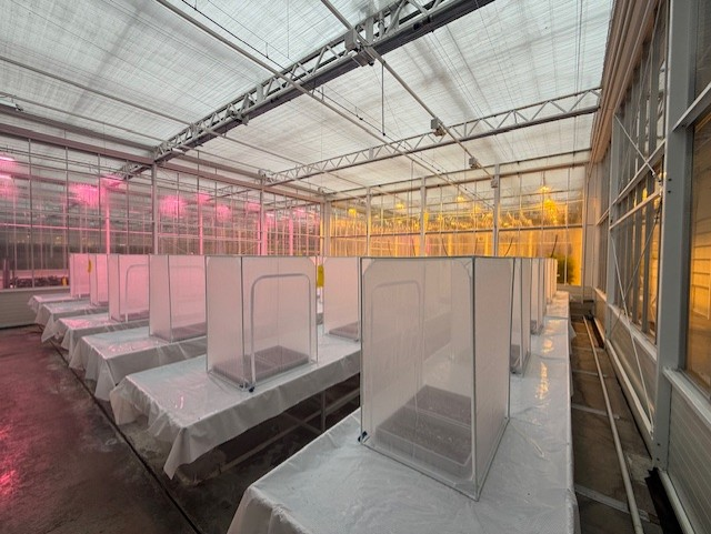 Gaaskooien voor inspectie en quarantaine. 3